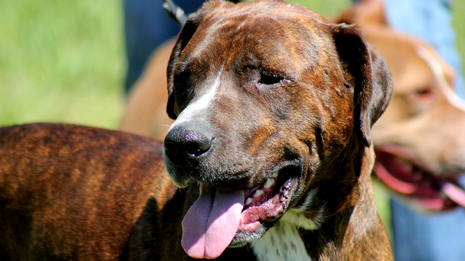 picture of dog xander